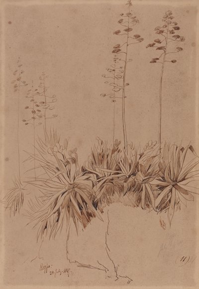  av Edward Lear