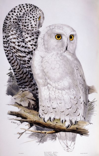 Snøugle, 1832-1837 av Edward Lear
