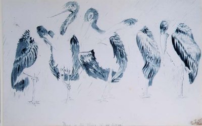 Studier av storke av Edward Lear
