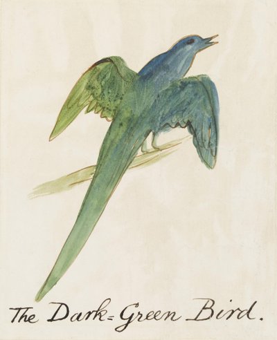 The Dark Green Bird, fra Sixteen Drawings of Comic Birds (penn og blekk wc på papir) av Edward Lear