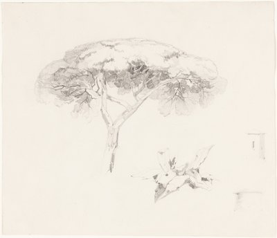 «Umbrella Pine» og andre studier av Edward Lear