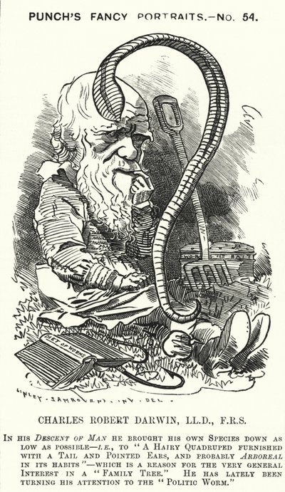 Punch tegneserie: Charles Darwin, engelsk naturforsker og biolog (gravering) av Edward Linley (after) Sambourne