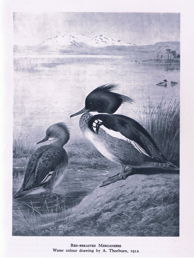 Red Breasted Merganser, Nature in Britain utgitt av Collins, 1946 av Edward Neale