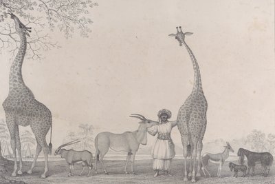 De majestetiske og grasiøse sjiraffene, eller kameleopardene, med noen sjeldne dyr fra gasellen..., 1838. av Edward Williams Clay