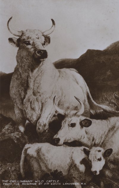 The Chillingham Wild Cattle (s/h-bilde) av Edwin (after) Landseer