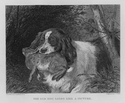 Den gamle hunden ser ut som et bilde (gravering) av Edwin (after) Landseer