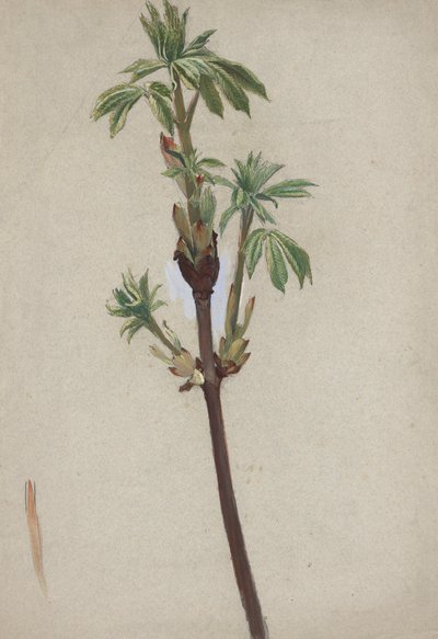 Plantestudie av Edwin Austin Abbey