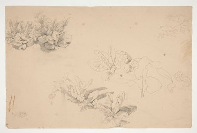 Studier av blomster av Edwin Austin Abbey