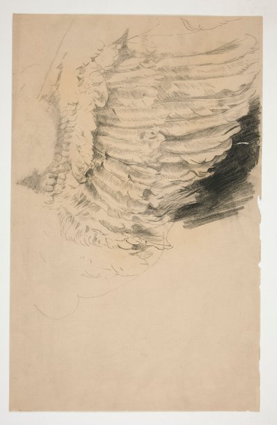 Studie av en vinge, for av Edwin Austin Abbey