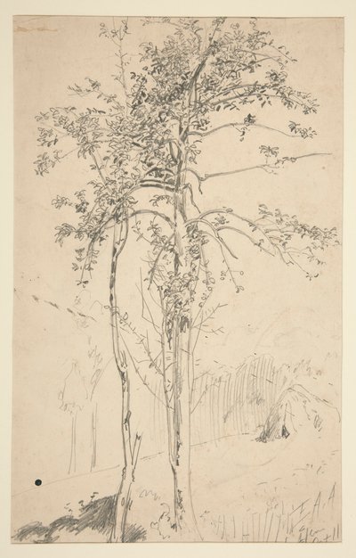 Studie av to trær av Edwin Austin Abbey
