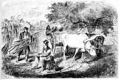 Oxen Hauling Corn, 1800-tallet. av Edwin Forbes