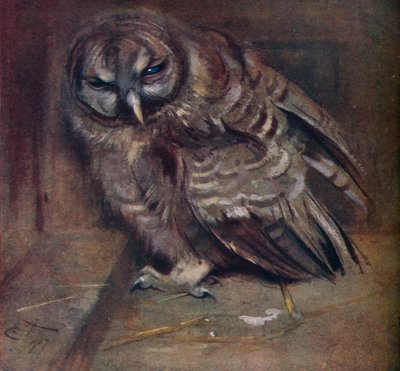 En ung brun ugle, 1907 av Edwin John Alexander