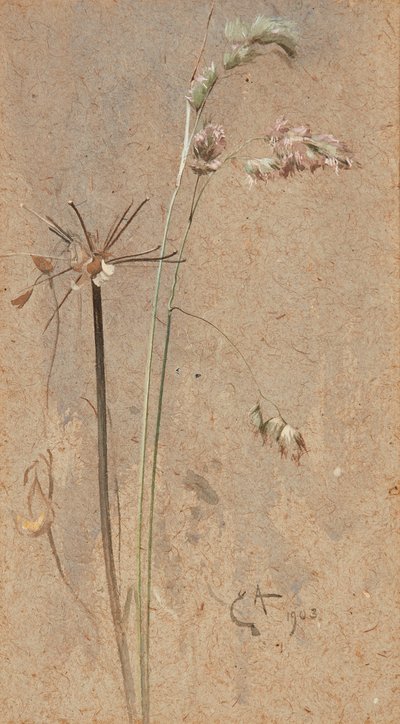 Cockfoot Grass (akvarell på buff-papir) av Edwin John Alexander