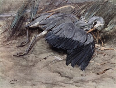 Hegre av Edwin John Alexander