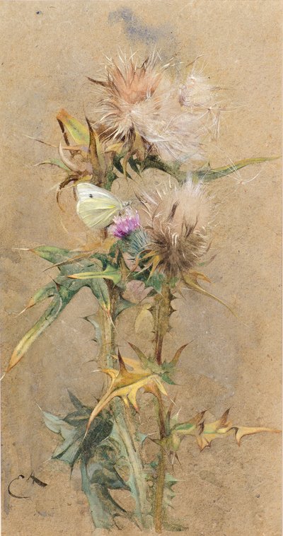 tistler og sommerfugl (akvarell) av Edwin John Alexander