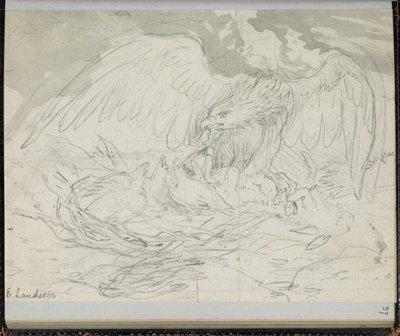 F. 37: En rovfugl som mater unger, fra en 