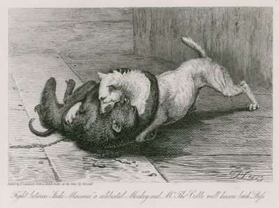 Kamp mellom Jacco Macacco, en berømt ape, og Thomas Cubbs velkjente tispe, Puss av Edwin Landseer