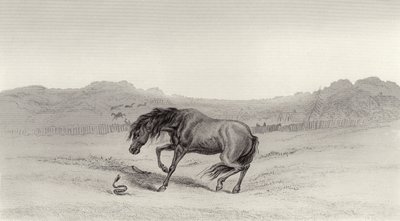 Forskrekket! av Edwin Landseer