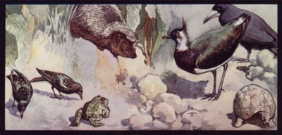 Fiender av ormen og sneglen (farge litho) av Edwin Noble
