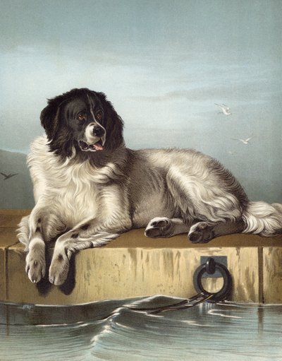 Et fremtredende medlem av Humane Society av Edwin after Landseer