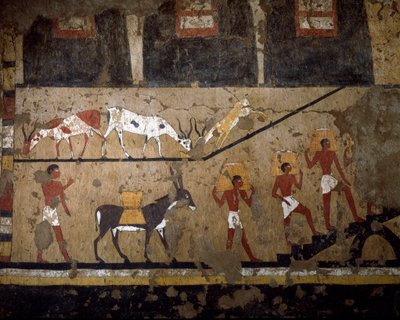 Egyptisk antikvitet: transport av hvete på ryggen av multe og på ryggen til slaver. Freske av graven til dronning Neferou III. 12. dynasti. 2200-2000 f.Kr. Fra El Ghebelen. Torino, egyptisk museum av Egyptian 12th Dynasty