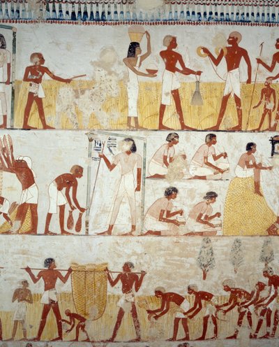 Høsting av avling, tresking og vinning av korn, detaljer fra fresker i vestibylen til graven til Menna, Sheikh Abd el Qurnah Necropolis, Luxor, Theben (Unescos verdensarvliste av Egyptian 18th Dynasty