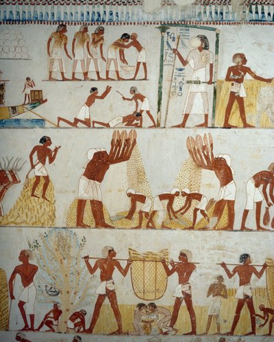 Høsting av avling, tresking og vinning av korn, detaljer fra fresker i vestibylen til graven til Menna, Sheikh Abd el Qurnah Necropolis, Luxor, Theben (Unescos verdensarvliste av Egyptian 18th Dynasty