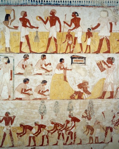 Høsting av avling, tresking og vinning av korn, detaljer fra fresker i vestibylen til graven til Menna, Sheikh Abd el Qurnah Necropolis, Luxor, Theben (Unescos verdensarvliste av Egyptian 18th Dynasty