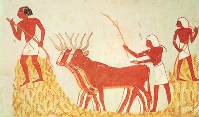 Bruke kuer til å tråkke hvete, fra graven til Menna, New Kingdom (veggmaleri) (se også 251665) av Egyptian 18th Dynasty