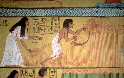 Detalj av en innhøstingsscene på østmuren, fra graven til Sennedjem, The Workers" Village, New Kingdom av Egyptian 19th Dynasty
