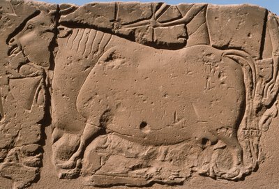 Detalj av et relieff som viser en ku, Ramesses II (1298–32 f.Kr.) gårdsplass (kalkstein) av Egyptian 19th Dynasty