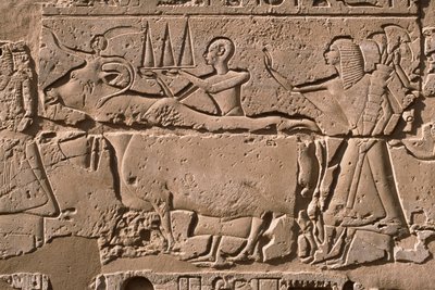 Detalj av et relieff som viser menn som leder en ku, Ramesses II (1298-32 f.Kr.) gårdsplass (kalkstein) av Egyptian 19th Dynasty