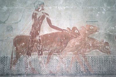 Storfe som går en kanal i Mastaba Chapel of Ti, Old Kingdom (veggmaleri) av Egyptian 5th Dynasty