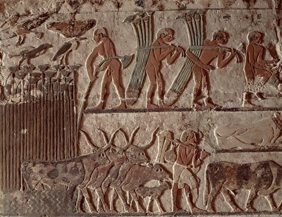 Høsting av papyrus og en gruppe kyr, Old Kingdom (veggmaleri) av Egyptian 5th Dynasty