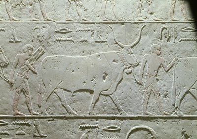 Gjeter som leder en okse, detalj fra Mastaba av Akhethotep, fra Saqqara, Old Kingdom, ca. 2500 f.Kr. (malt kalkstein) av Egyptian 5th Dynasty