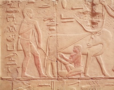 Relieff som viser en mann som melker en ku, fra Mastaba of Kagemni, Old Kingdom (malt kalkstein) av Egyptian 6th Dynasty
