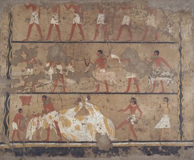 Scener med storfeavl, slakting, bærere av offer og ofringer, Itis grav og Neferu (veggmaleri) av Egyptian 6th Dynasty