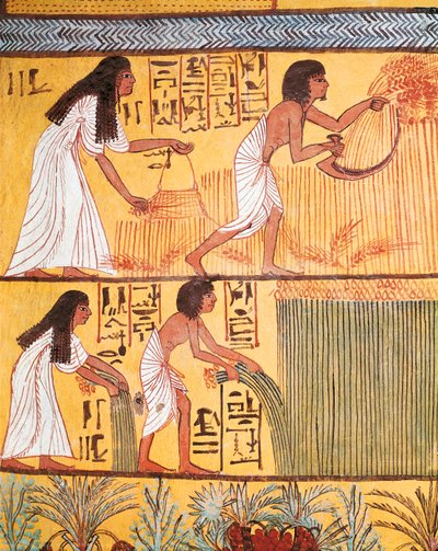 Detalj av en innhøstingsscene på østmuren, fra graven til Sennedjem, The Workers