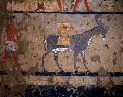 Egyptisk antikvitet: "" transporten av korn på baksiden av et muldyr""" Tempera-maleri av veggen til graven til kansleren til kong Iti (eller Ity) 2200-2000 f.Kr. Fra El Ghebelen, Luxor. Torino, egyptisk museum av Egyptian Egyptian