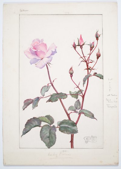 Lady Pirrie Rose, ca. 1909 (akvarell og grafitt på plate) av Eleanor Fortescue-Brickdale