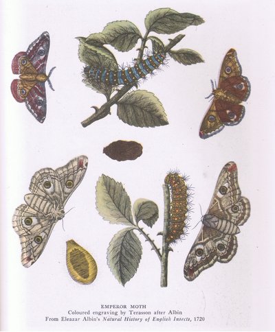 Emperor Moth, Nature in Britain utgitt av Collins av Eleazar (after) Albin