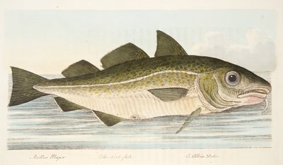The Cod Fish, fra A Treatise on Fish and Fish-dammer, pub. 1832 (håndfarget gravering) av Eleazar Albin