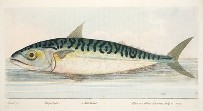Makrellen, fra A Treatise on Fish and Fish-dammer, pub. 1832 (håndfarget gravering) av Eleazar Albin