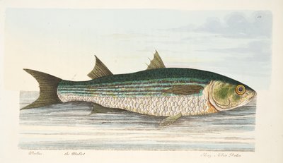 The Mullet, fra A Treatise on Fish and Fish-dammer, pub. 1832 (håndfarget gravering) av Eleazar Albin