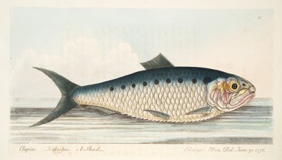 The Shad, fra A Treatise on Fish and Fish-dammer, pub. 1832 (håndfarget gravering) av Eleazar Albin