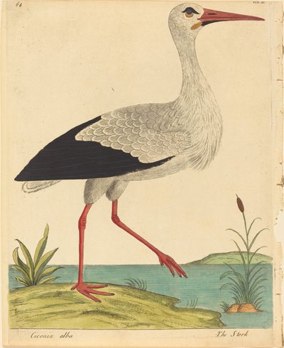 Storken Ciconia Alba, utgitt 17311738. av Eleazar Albin
