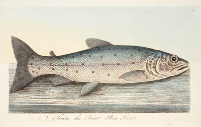 The Trout, fra A Treatise on Fish and Fish-dammer, pub. 1832 (håndfarget gravering) av Eleazar Albin