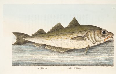 The Whiting, fra A Treatise on Fish and Fish-dammer, pub. 1832 (håndfarget gravering) av Eleazar Albin