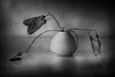 Minimalistisk botanisk stilleben av Elena Arjona
