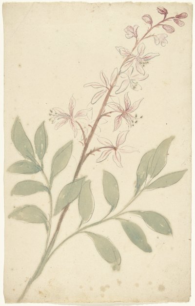 Blomsterstudie av Elias van Nijmegen
